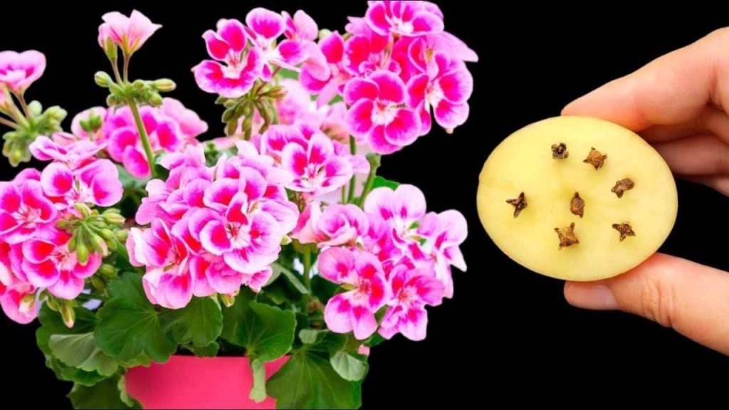 Liberará a todas sus flores y plantas de las plagas — nunca antes tan exuberantes.