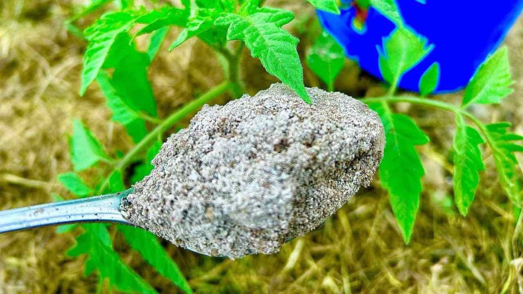 Casi todo el mundo la tiene en casa y es una bomba natural para plantas sanas y autóctonas.
