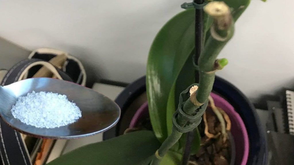 Los floristas siempre hacen esto para tener orquídeas exuberantes durante meses.