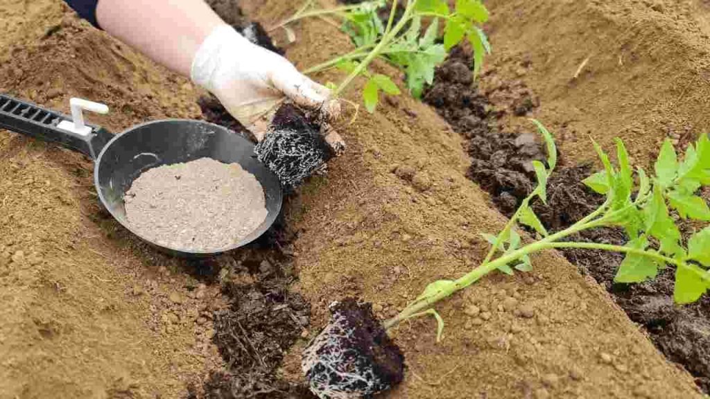 Añada este nutriente antes de plantar: duplique ahora el rendimiento de los tomates