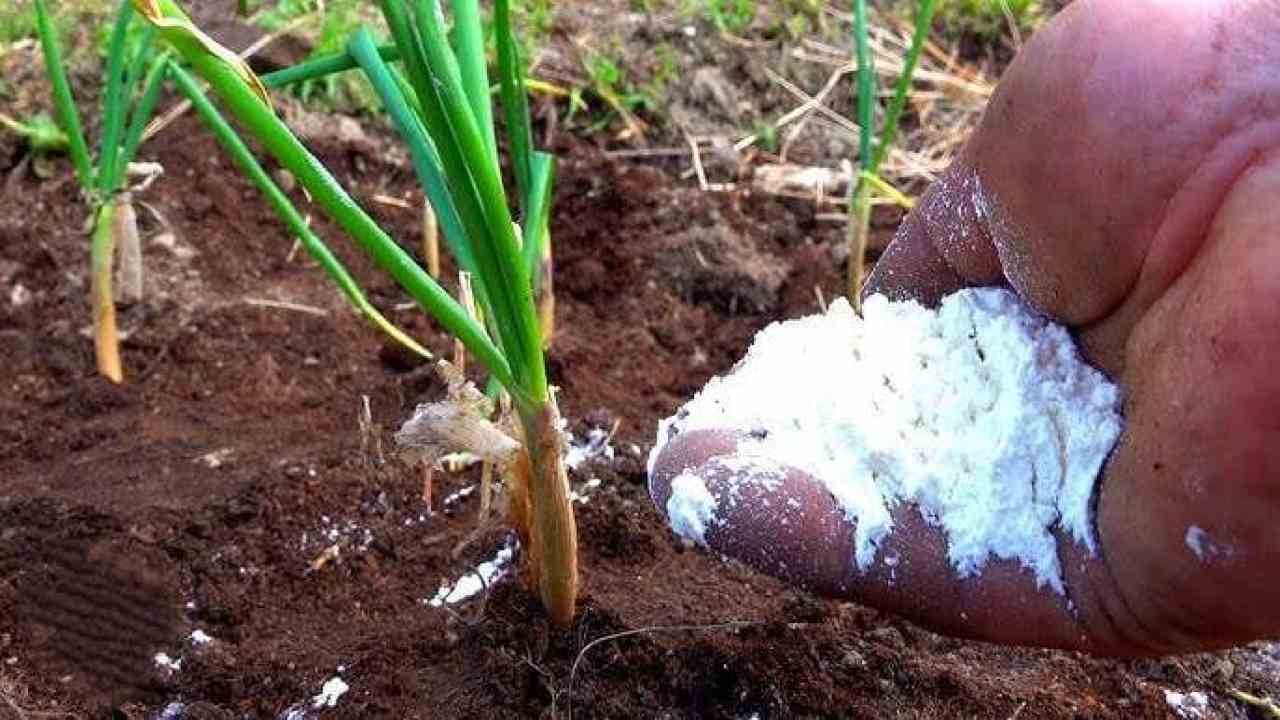 Alimente las cebollas en junio con este fertilizante — serán grandes cada año.