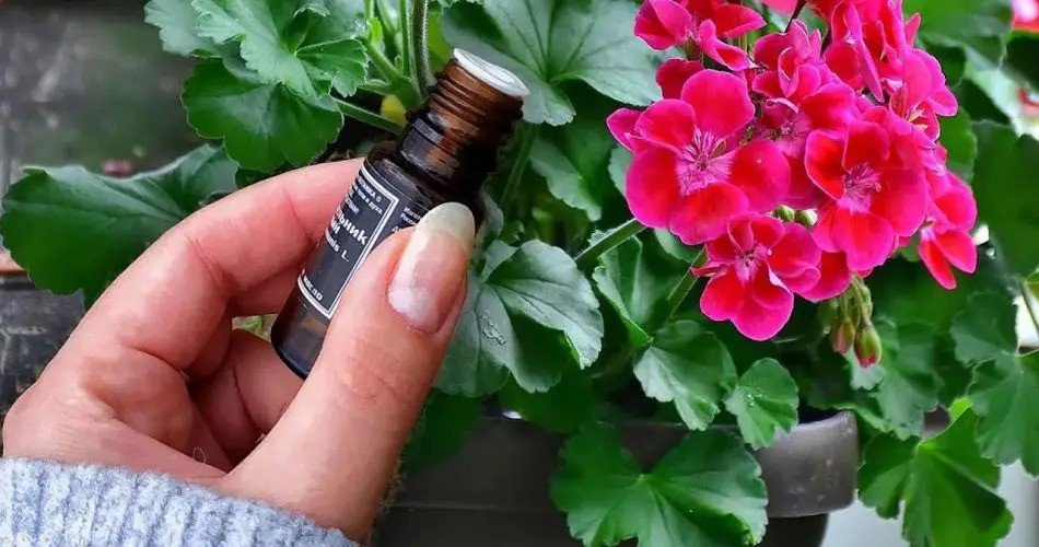 Esplendor durante todo el año: ¡un método sencillo contra la floración de los geranios! ¿Le gustaría disfrutar de la viva belleza de las flores de geranio en todas partes?