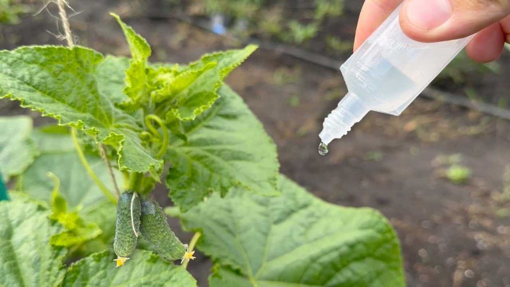 Ponga unas gotas en pepinos, tomates y pimientos: crecerán en abundancia