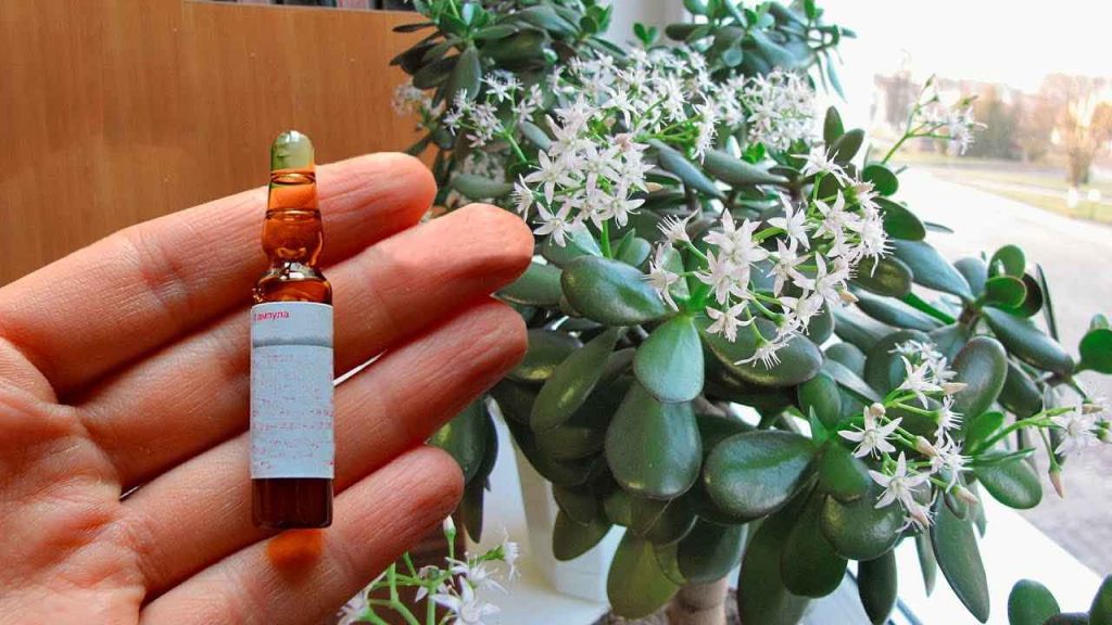 Árbol del dinero, solo este frasquito: todas las flores florecerán constantemente.