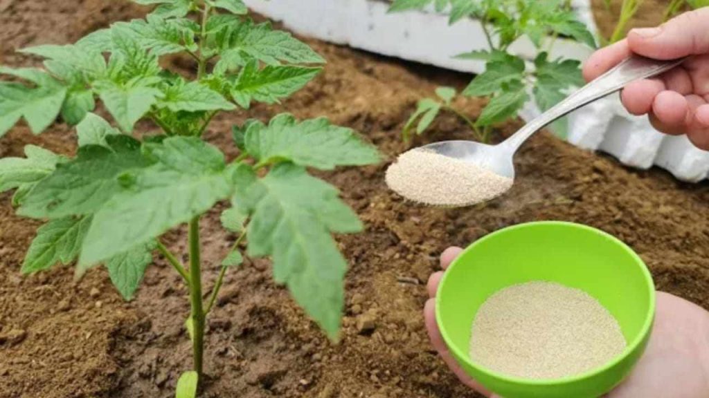Huerto, añádalo después de plantar si desea lograr un mejor desarrollo de las raíces.