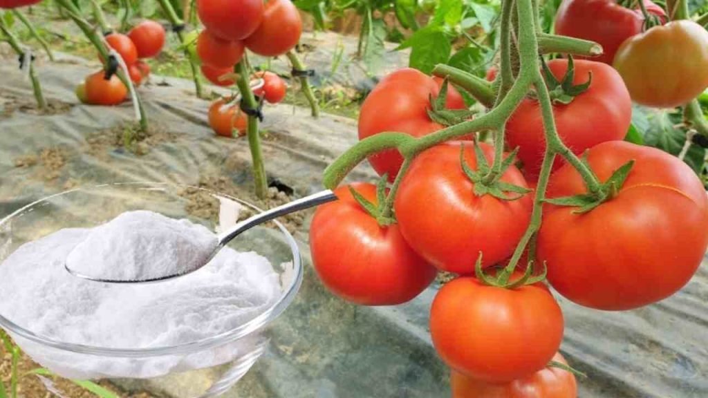 Huerto: aquí está la única protección natural eficaz contra enfermedades y parásitos.