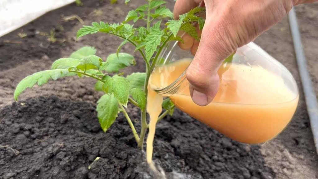 Huerto, así crecen los tomates en un abrir y cerrar de ojos: cosecha temprana y abundante