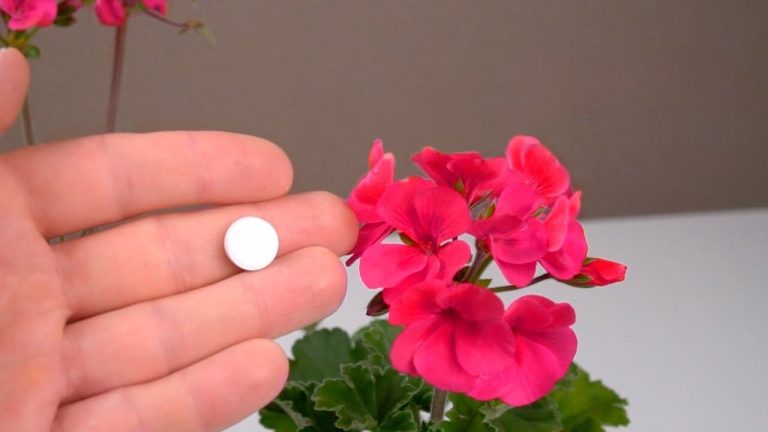 Los geranios florecen como locos durante todo el año con este método poco conocido.