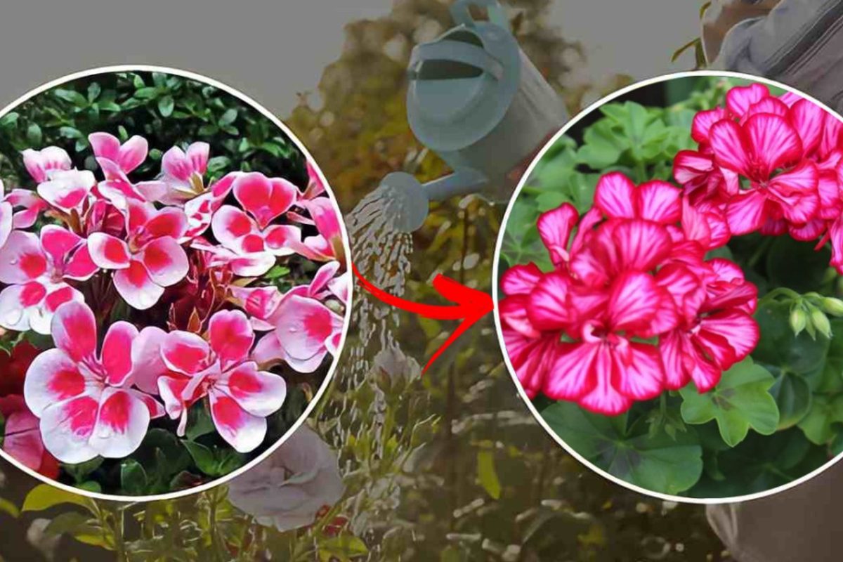 Geranios: no los riegues así — ¡harás que se pudran! Descubre el truco de los jardineros para una floración espectacular!