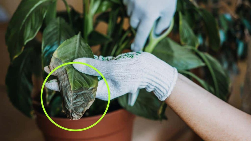 Planta seca, cómo revivirla en unos días: este ingrediente basta.