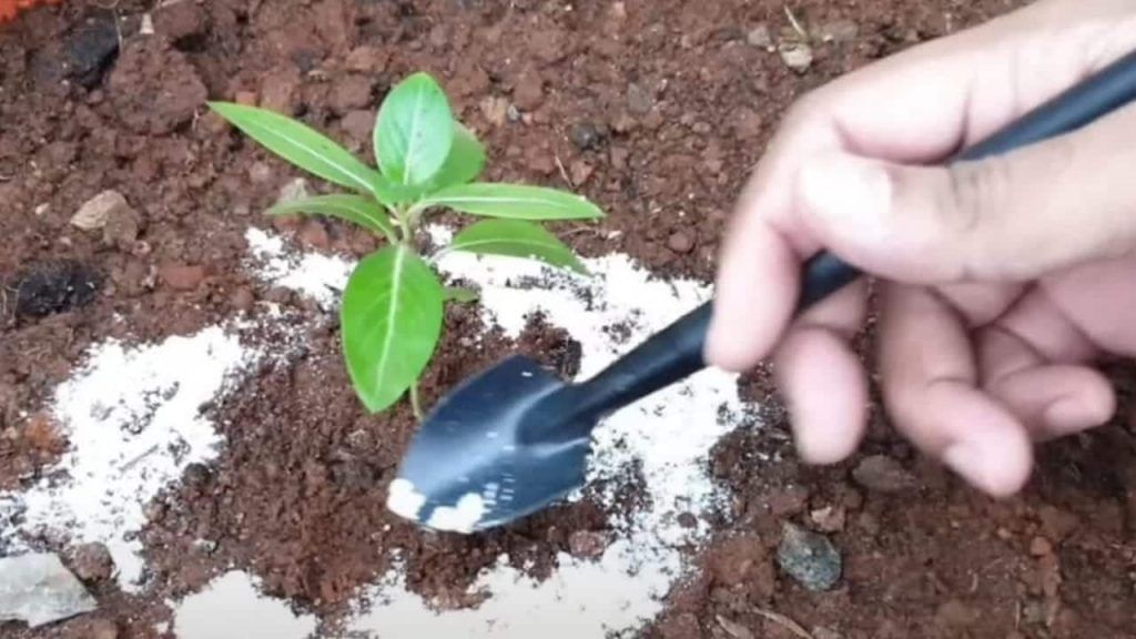 Vierta polvo para hornear en las plantas; lo que sucede al cabo de unos instantes es fenomenal.