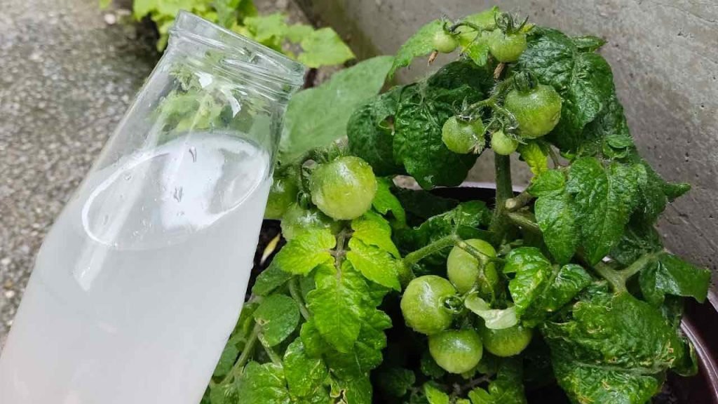 Riegue tomates y pepinos con esta preparación, se sorprenderá: nunca lo había hecho así.