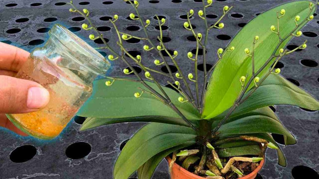 Riegue todas las plantas con esta agua: incluso las flores más secas florecen.