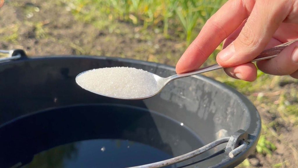 Vierta este cubo de agua sobre la tierra si desea una cosecha abundante y próspera.