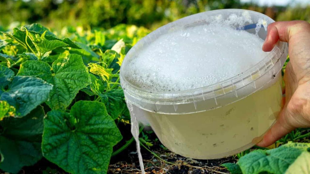 Los pepinos, tomates y pimientos crecen sin parar con este ingrediente popular