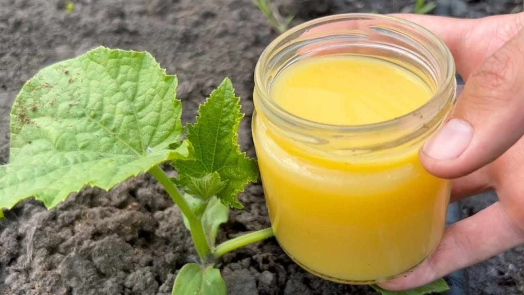 Pepinos, tomates y calabacines crecen de inmediato: frutos en abundancia
