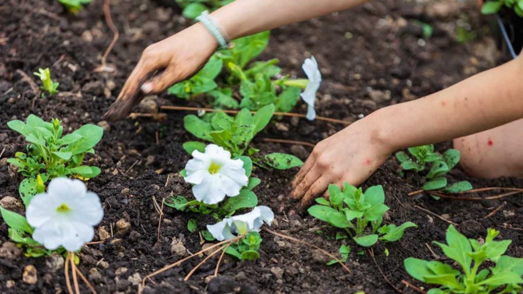 Aquí descubrirá qué plantar en el huerto en junio para conseguir una cosecha abundante.