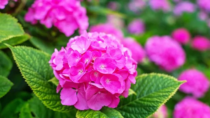 Hortensia: Cómo cultivarla, cuidarla y dónde mantenerla en macetas o en el jardín.