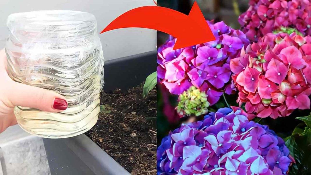 Hortensias: eche un vaso de vinagre en la maceta: plantas más bonitas en 24 horas