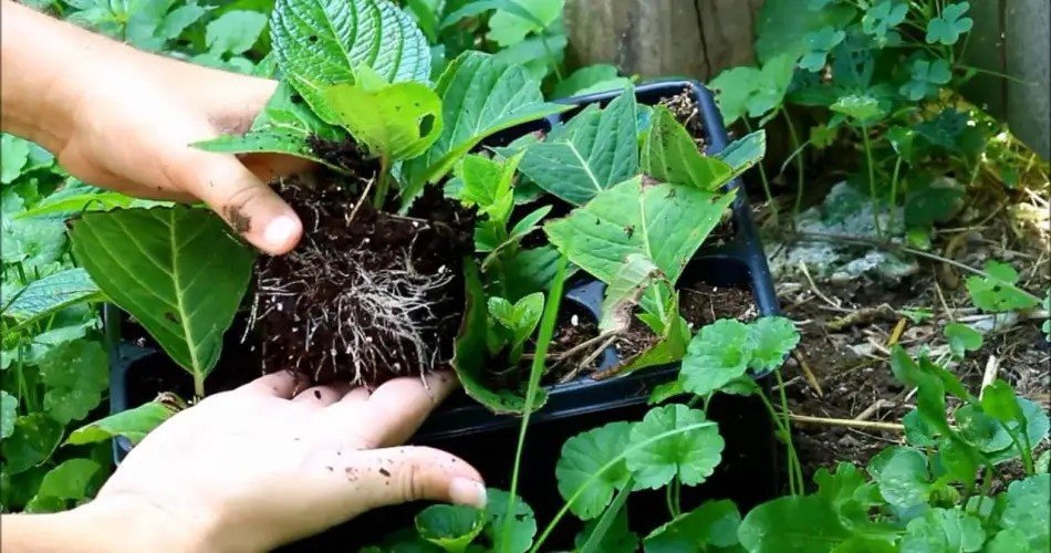 Triunfo en la propagación de hortensias: 100% de éxito con esquejes!