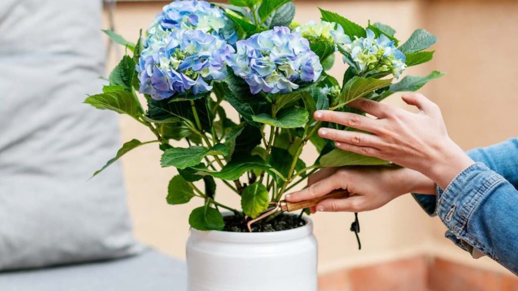 Cientos de hortensias en el jardín o en el balcón con la técnica de esquejes: increíble
