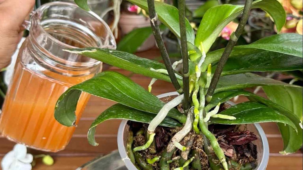 Cada mes una taza y tendrá un balcón y un jardín llenos de flores: así no lo había tenido nunca.