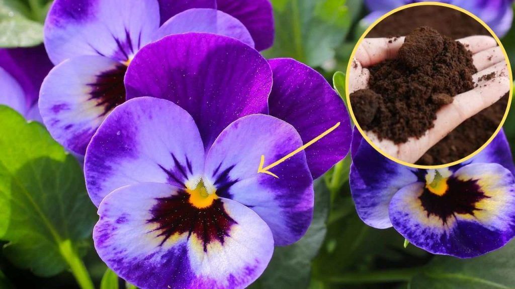 Posos de café en las plantas: nunca han tenido un jardín como este; todos le envidiarán.