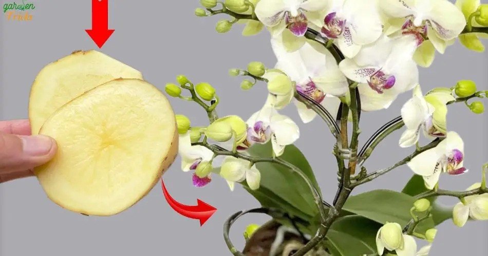 El poder de la patata: ¡el secreto para que las orquídeas florezcan todo el año!