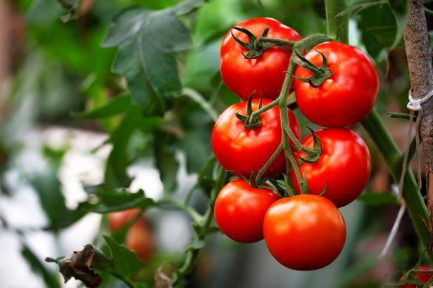No ponga tomates junto a sus pepinos: secretos de jardinería para un huerto y jardín más productivos