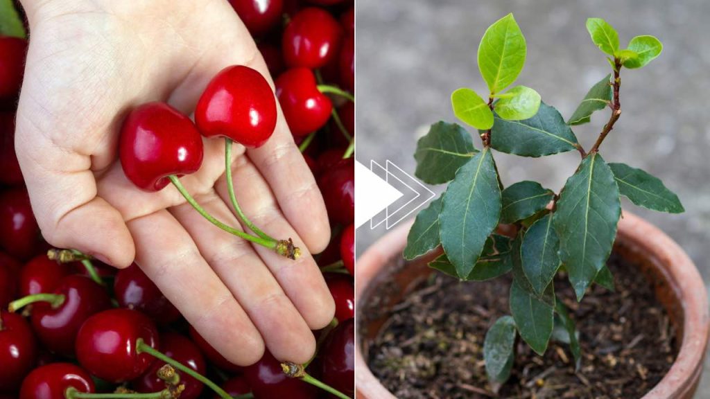 Cerezas: cómo cultivar una planta en 7 días gratis: el hueso es suficiente