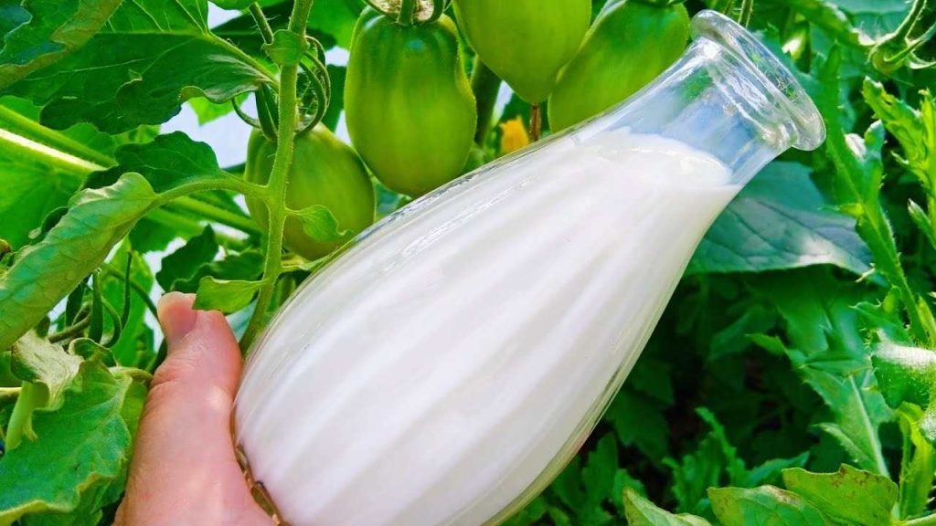 Potente complemento ecológico para tomates, pepinos y pimientos: duplica todo