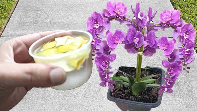 Abono potente para el hogar: viértalo sobre las plantas si desea que estén sanas y frondosas