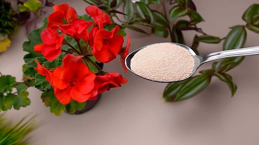 Haga que las flores florezcan todo el año con estos dos ingredientes naturales