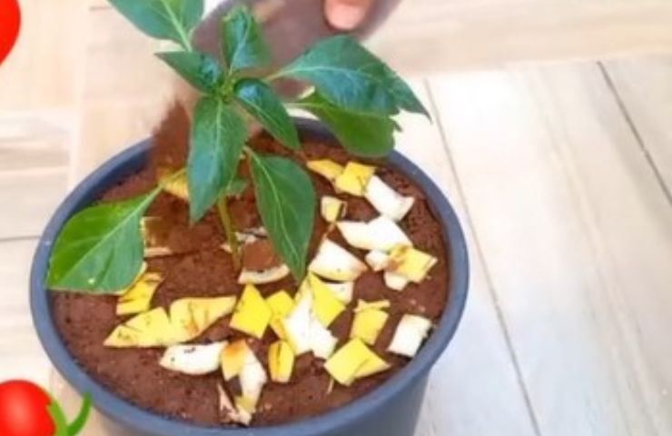 Coloque la cáscara de plátano en agua hirviendo durante 1 hora; le será de gran ayuda.