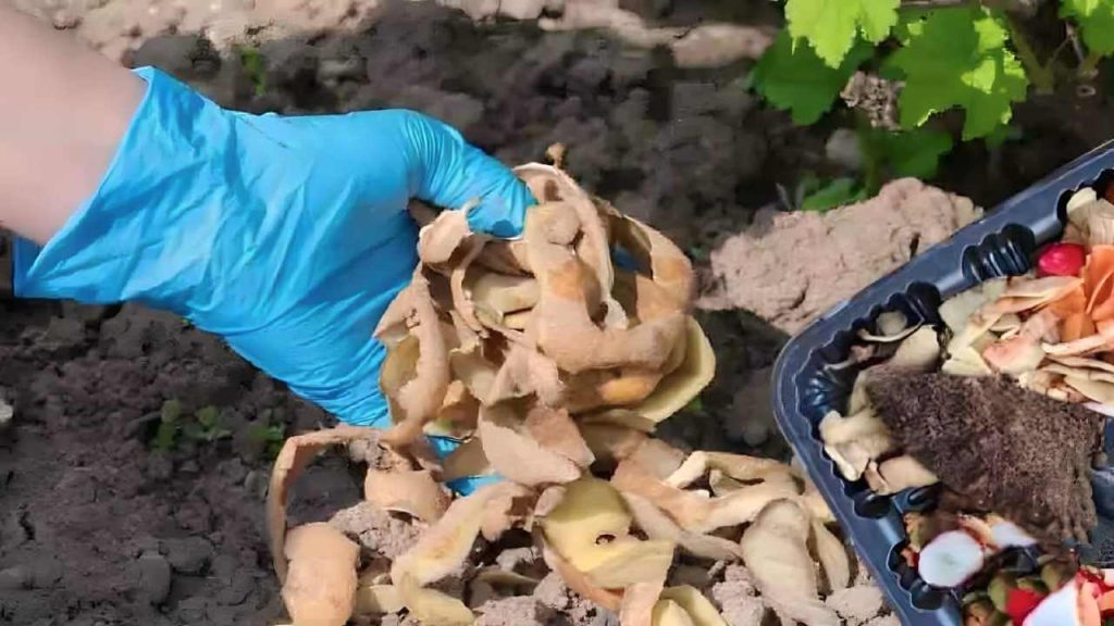 Coloque las cáscaras de patata en una maceta llena de tierra: ¿Qué ocurre al día siguiente?