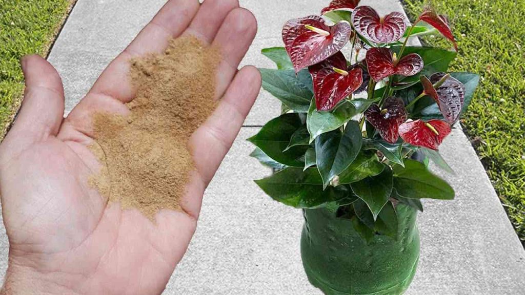 Fertilizante potente para la floración de todas las plantas: estarán sanas y frondosas.