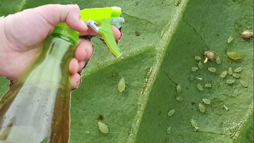 Pesticida potente sin costo: despídase de todos los insectos de las plantas