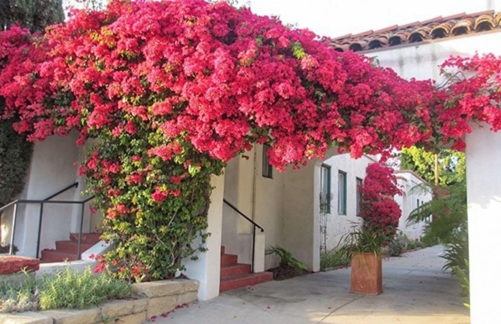 ¿Le encantan los colores de las buganvillas? Aprenda a cultivarlas en macetas y a hacer que trepen.