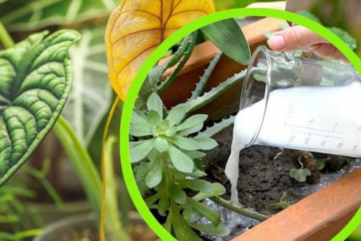 Leche en las plantas, todos la echan en el jardín. El truco de los agricultores es realmente extraordinario.