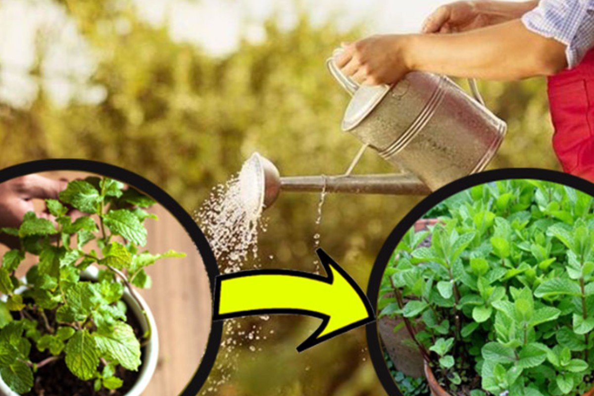 Menta: nunca más con pocas hojas ni marchita. Truco de jardinero para hojas abundantes y aromáticas.