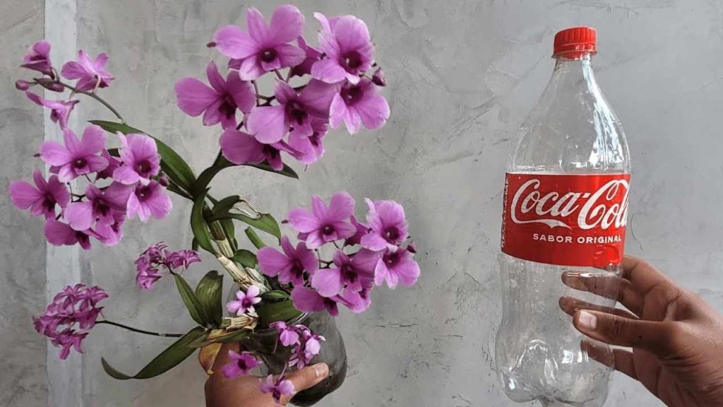 Con el método de la botella, la orquídea dura toda la vida: la táctica de cada jardinero