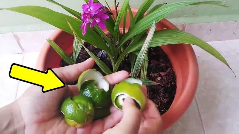 Con este movimiento eliminarás todas las plagas de tus plantas — así lo hacen los jardineros.