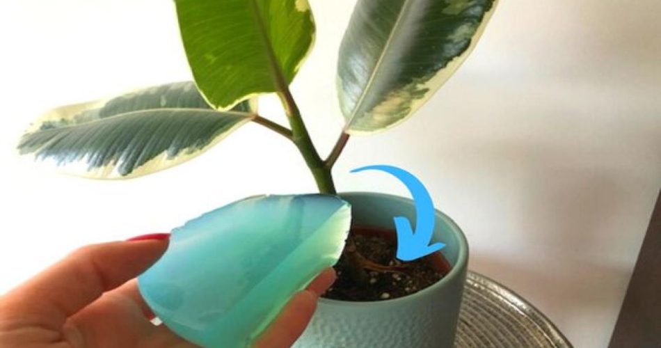 Con este truco ya no tendrá que regar sus plantas durante semanas.