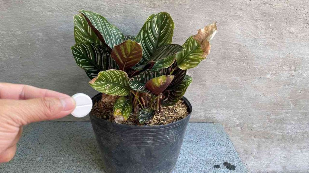 Con esta cápsula, todas sus flores se mantienen frescas durante todo un año.