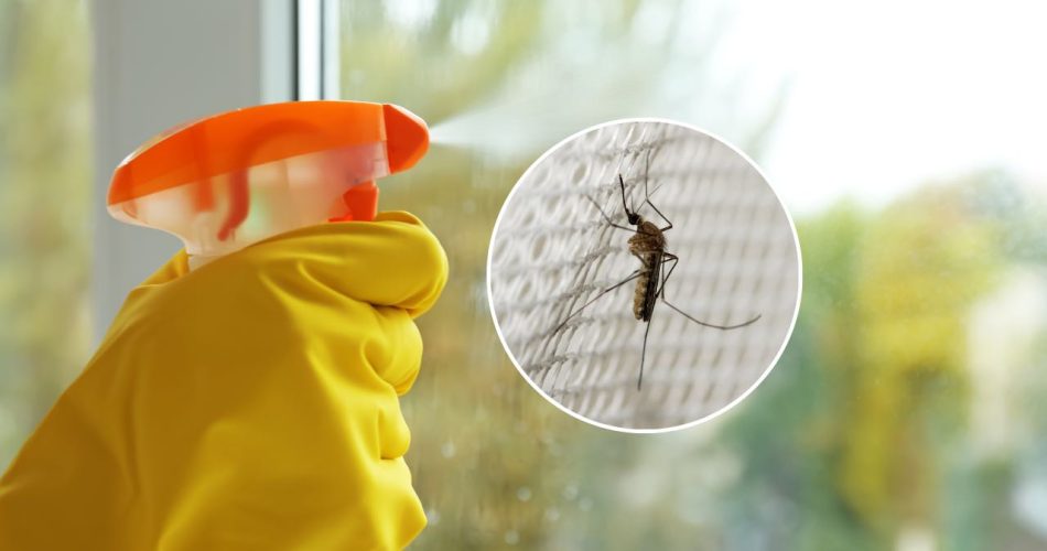 Con este ingrediente en sus ventanas ni siquiera verá la sombra de los mosquitos.