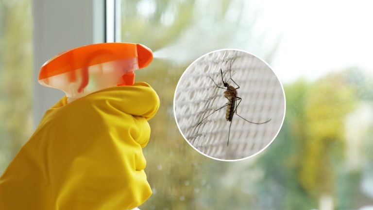 Con este ingrediente en las ventanas ni siquiera verá la sombra de los mosquitos.