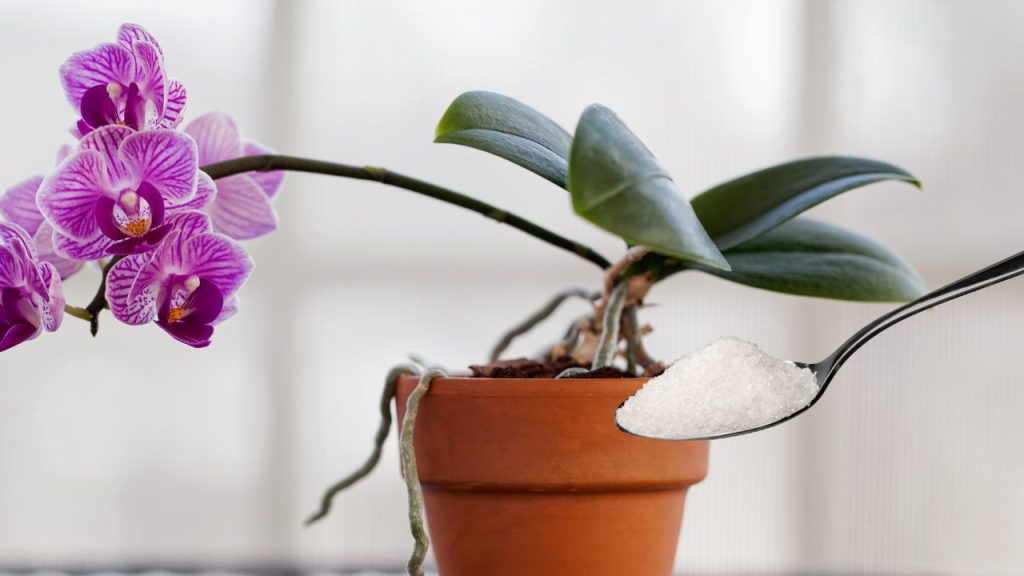 Con este ingrediente abonarás la orquídea mejor que un jardinero: muy frondosa.