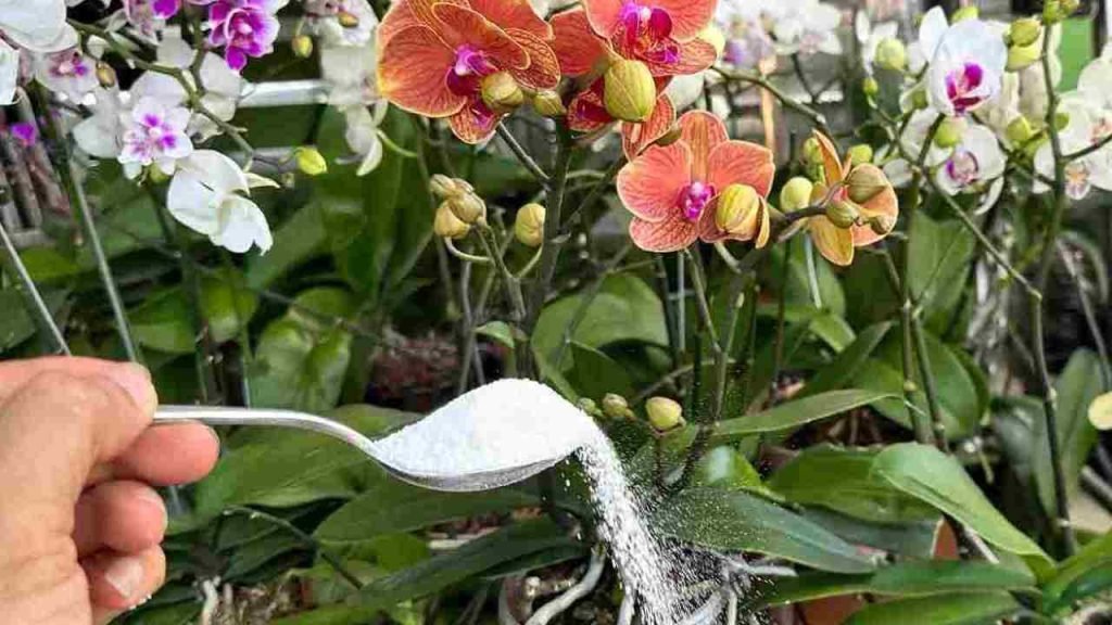 Con este ingrediente tendrás raíces muy fuertes y flores siempre exuberantes.