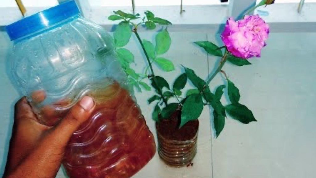 Con una taza de este ingrediente al mes tendrá plantas exuberantes durante 365 días.