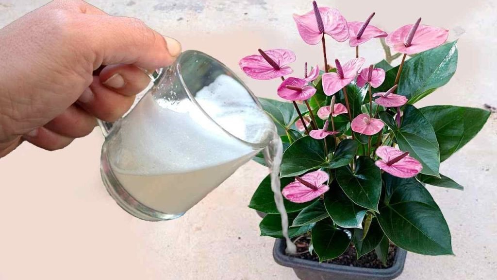 Con solo un vaso de esto crecen muchas flores tanto en el balcón como en el jardín.